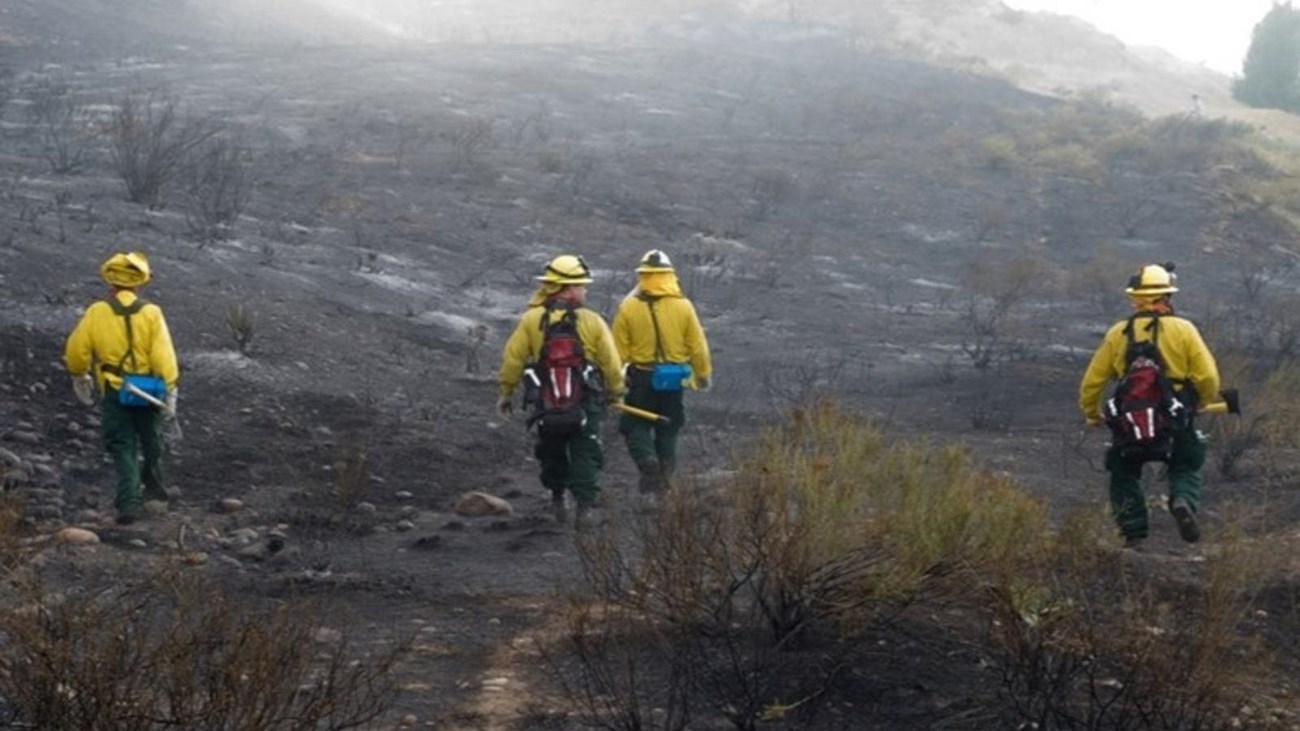 Four firefighters walking uphill in a burnt area.